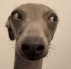 a close up view of a dog's face with its eyes wide open and looking at the camera