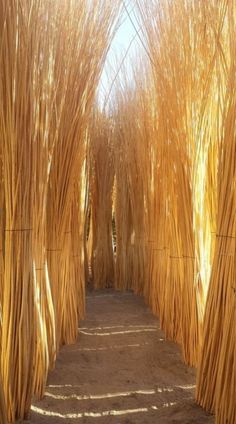 an image of a path that is made out of reeds in the sun light