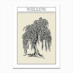 a drawing of a tree with the words willow on it