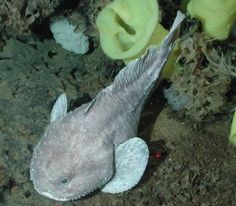 a fish that is laying on the ground