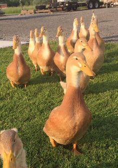 a flock of ducks walking across a lush green field