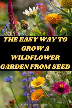 the easy way to grow a wildflower garden from seed