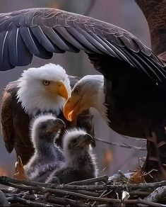 Bald Eagle Images, Herobrine Wallpaper, Bald Eagle Pictures, National Geographic Wild, Regard Animal, The Nest