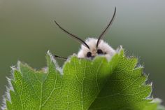 a white and black insect sitting on top of a green leaf