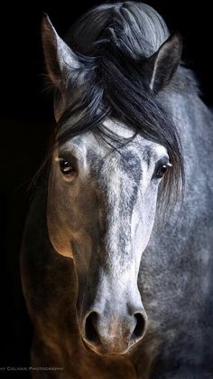 a brown horse with a black mane standing in front of a dark background and looking at the camera