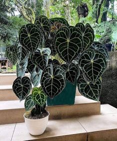 a potted plant sitting on top of steps