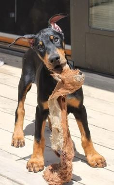 a black and brown dog holding a toy in it's mouth on a wooden deck