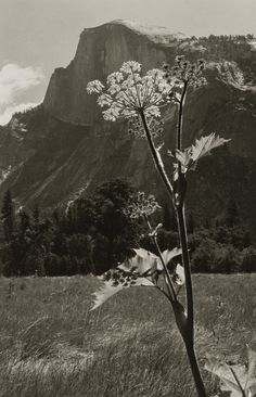 a black and white photo of a flower in front of a mountain