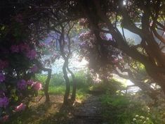 the sun shines through some trees and flowers