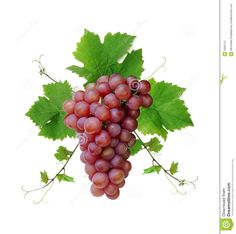 a bunch of grapes with green leaves on the top and bottom, hanging from a vine