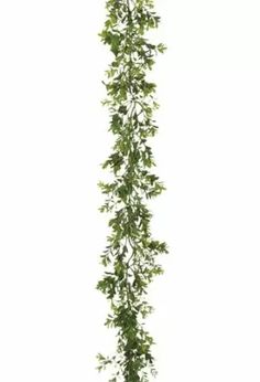 a tall plant with lots of leaves hanging from it's sides on a white background