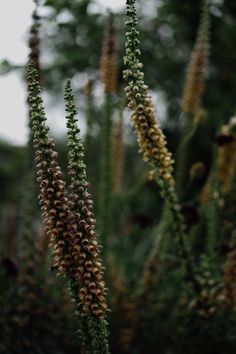 some very pretty looking plants in the grass