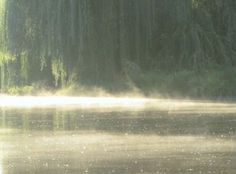 the fog is covering the water and trees in the backgrouds, while the sun shines down on the lake's surface