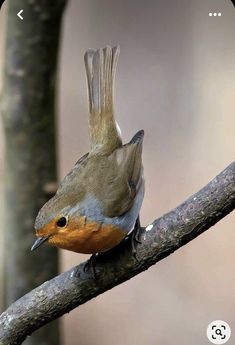 a small bird perched on top of a tree branch