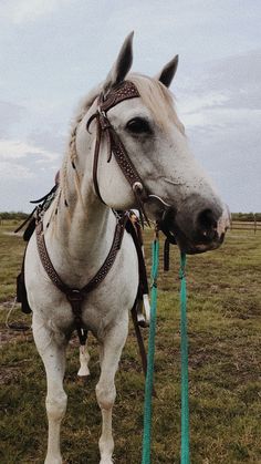 a white horse standing on top of a lush green field next to a blue pole