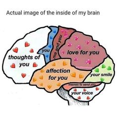 a diagram of the human brain with different areas labeled in spanish and english, including cerebro