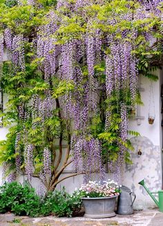 purple wisters growing on the side of a white building with potted plants next to it