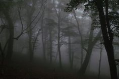 foggy forest with trees and leaves on the ground