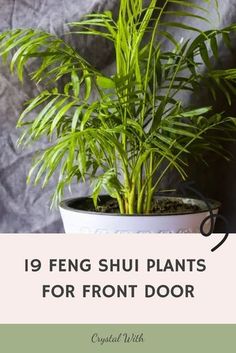 a potted plant with the words 19 feng shu plants for front door on it