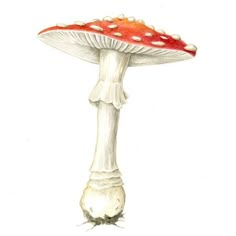 a drawing of a mushroom on a white background