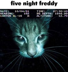 a close up of a cat's face with the caption five night friday