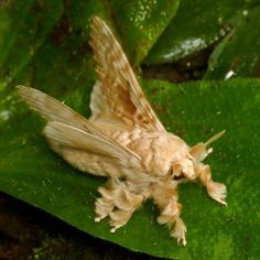 a close up of a moth on a green leaf