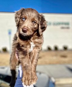 #cutepuppy #redmerle #aussiedoodle #puppacino Aspen Mountain, New Environment, Park City, Pet Friendly, Dog Friends, Beach Trip, Kayaking, Labrador Retriever