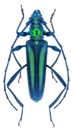 a blue and green bug with long legs on it's back end, facing the camera