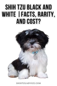 a small black and white dog sitting on top of a white background with the words shih tzu black and white