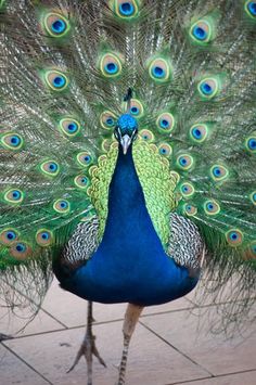 a peacock with its feathers spread out