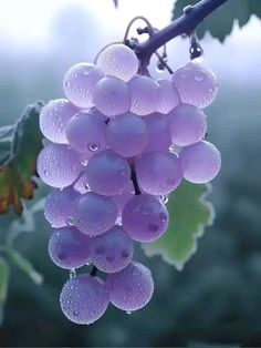 grapes are hanging from the vine with water droplets on them