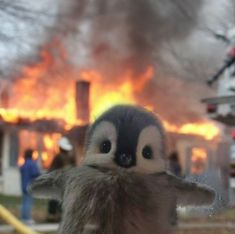 a small stuffed animal is in front of a fire that has started to consume it