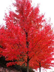 a tree with red leaves in the fall