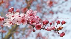 pink flowers are blooming on a tree branch