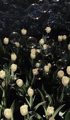 white tulips and bubbles in the water at night