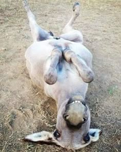 a dog rolling around in the dirt on its back with it's paws up