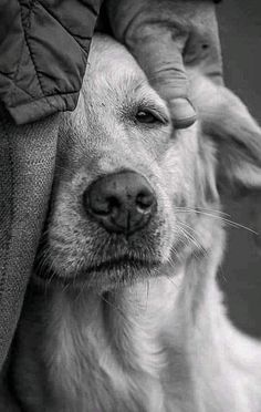 a black and white photo of a dog with its head on someone's shoulder