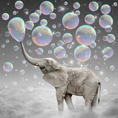 an elephant is standing in front of soap bubbles