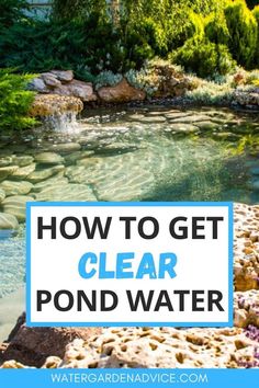 how to get clear pond water in your garden or yard with text overlay that reads, how to get clear pond water