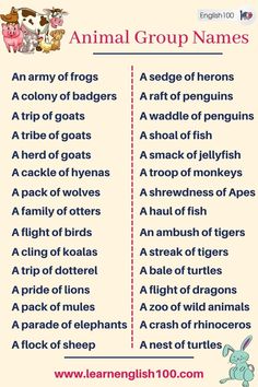 an animal group names list with pictures