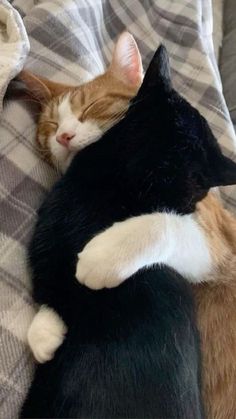 two cats sleeping on top of each other on a couch with their faces close together