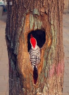 there is a bird in the hole on this tree