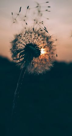 a dandelion with the sun setting in the background and an arabic quote on it