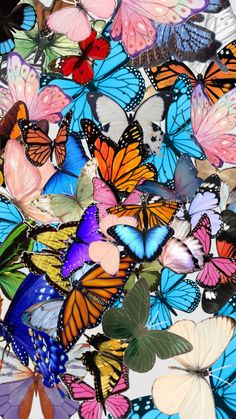 many colorful butterflies flying in the sky