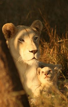 a white lion and its cub are in the tall grass, looking at the camera