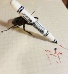 a black bug sitting on top of a piece of paper next to a white marker