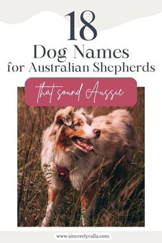 Aussie Dog Name Ideas Dog Name Ideas