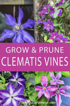 Clematis Vine Care: Planting, Growing and Pruning Tips Pruning Clematis, Clematis Care, Clematis Varieties, Blue Clematis, Autumn Clematis, Clematis Plants, House To Home, Climbing Flowers, Clematis Vine