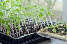 several trays filled with green plants and dirt