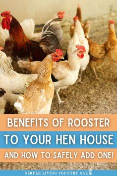 chickens and roosters are standing together in the yard with text overlay that reads benefits of rooster to your hen house and how to safely add one